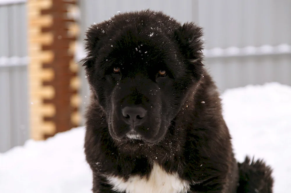 Middle Asian sheepdog alabai black