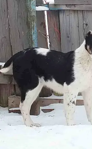 Central Asian sheepdog alabai black