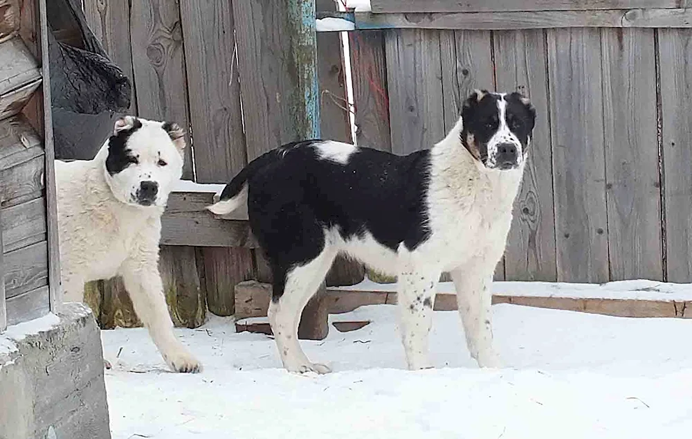 Central Asian sheepdog alabai black