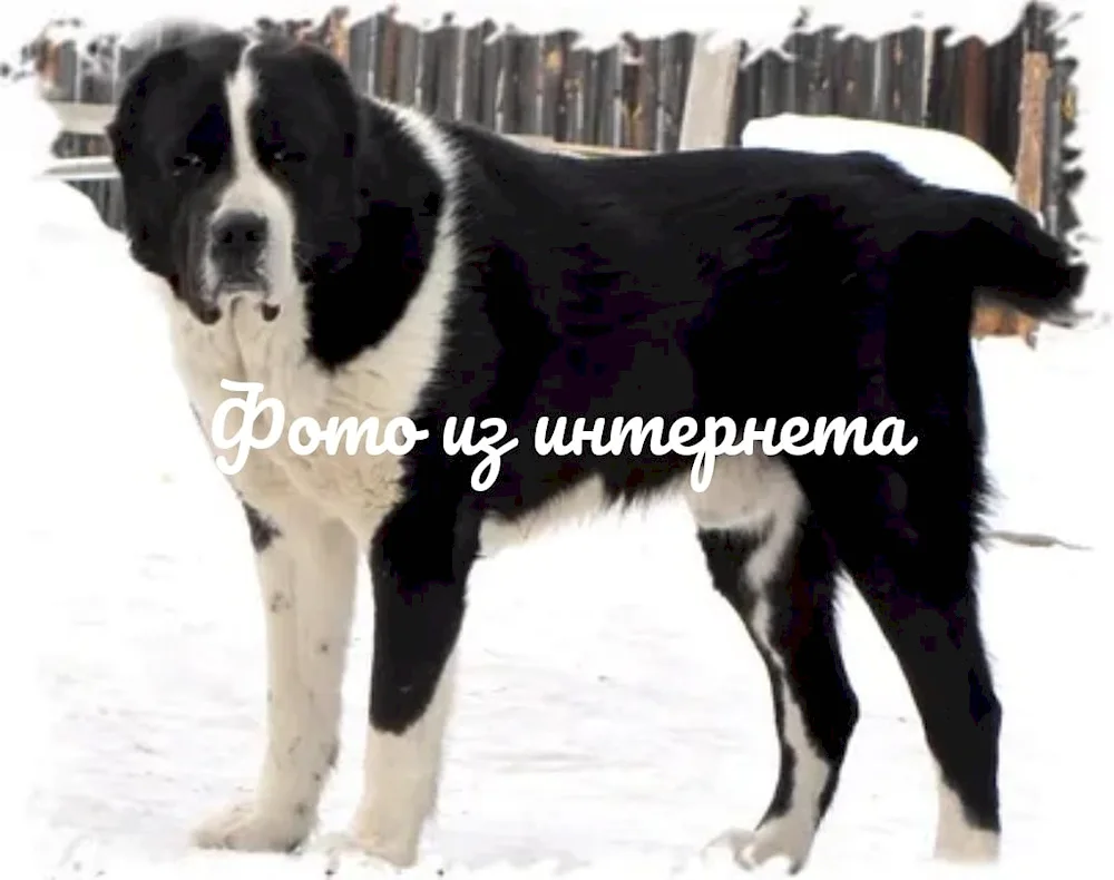 Middle Asian sheepdog alabai black