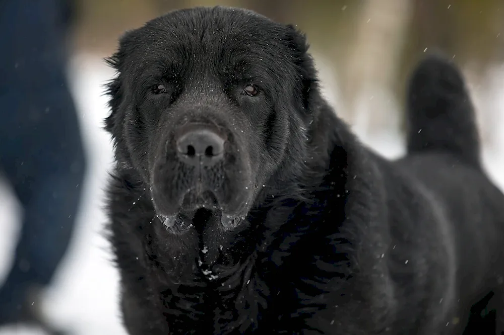 Middle Asian Shepherd Alabai black