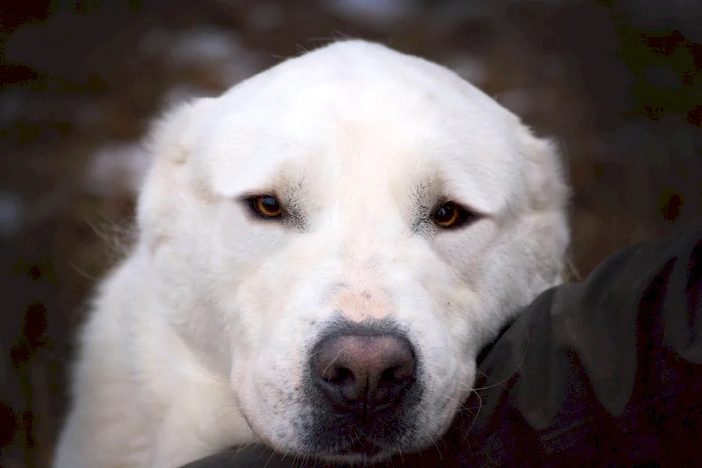 Middle Asian sheepdog Alabai