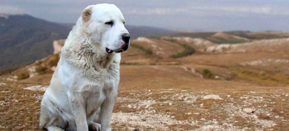 Caucasian and Central Asian sheepdog