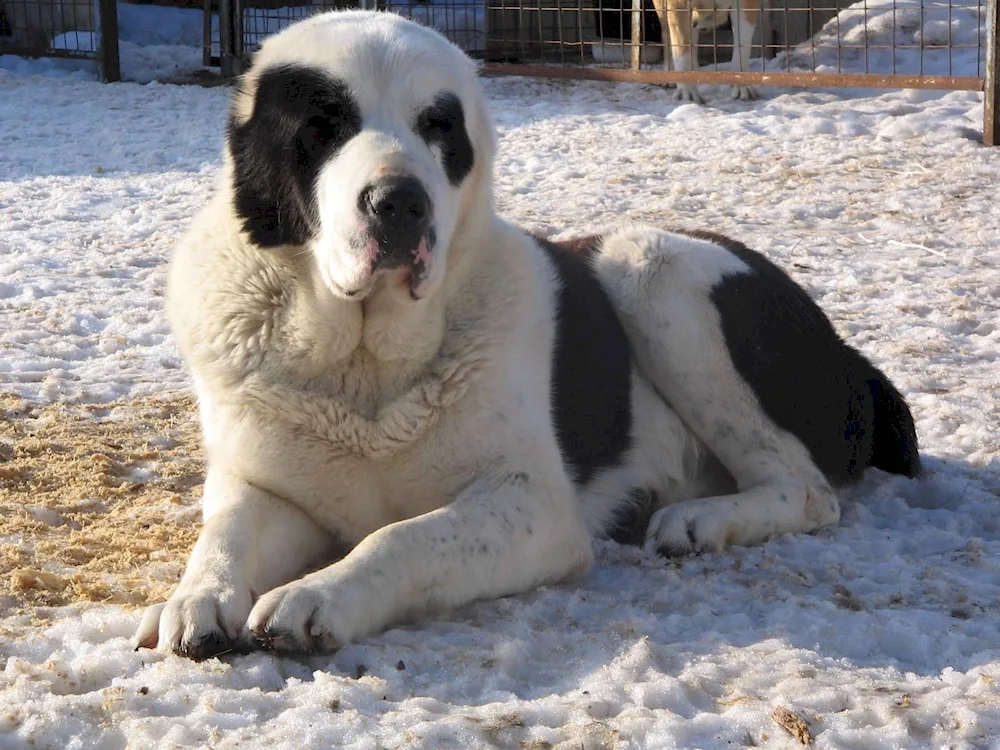 Middle Asian shepherd bulldozer