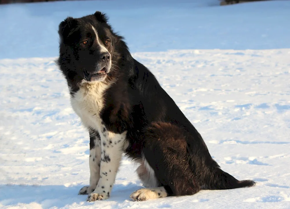 Middle Asian shepherd black