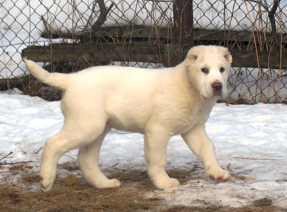 Middle Asian sheepdog Métis