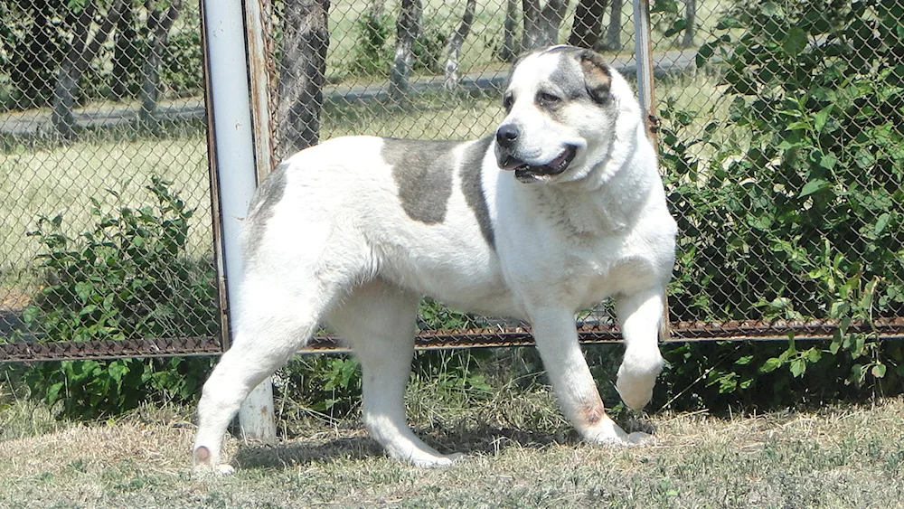 Middle Asian sheepdog wolfhound bulldozer