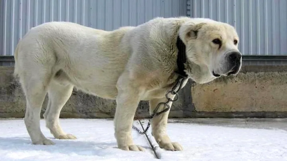 Middle Asian shepherd dog wolfhound