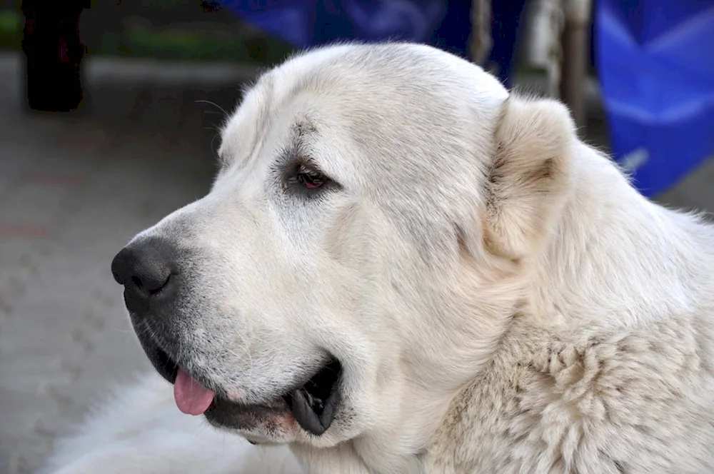 Middle Asian sheepdog wolfhound