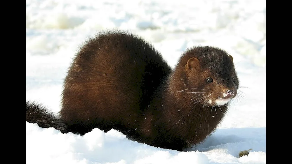 Weasel Mustela nivalis