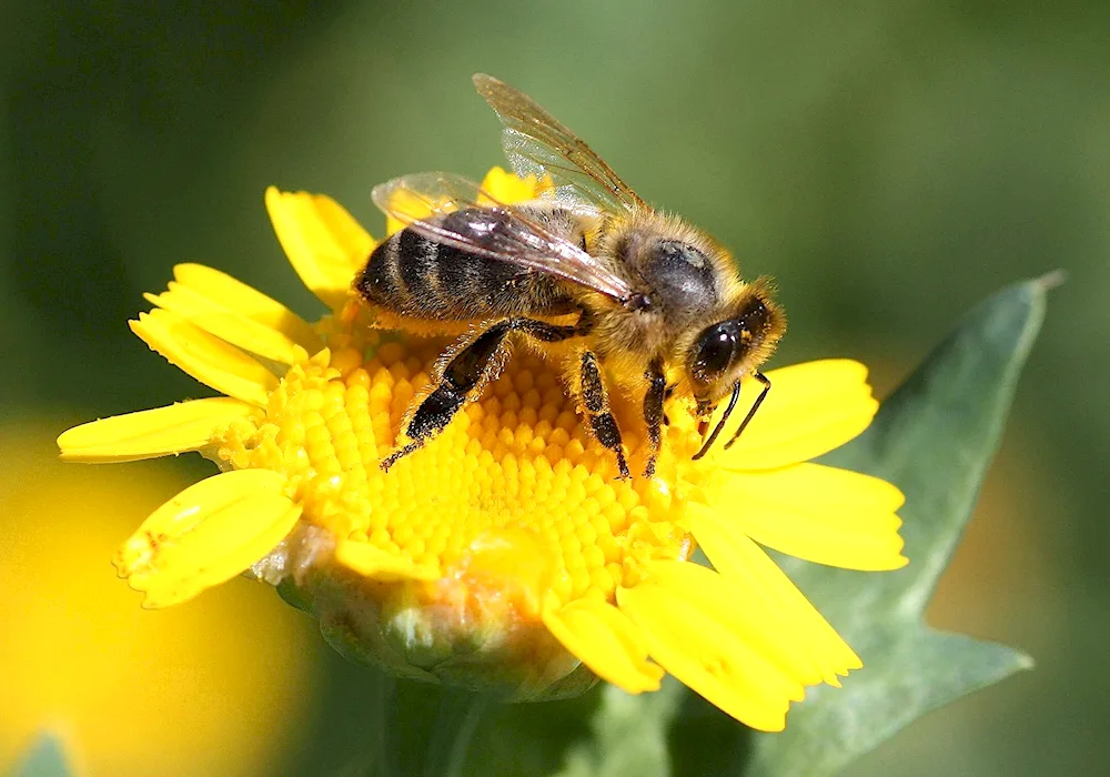 Bee