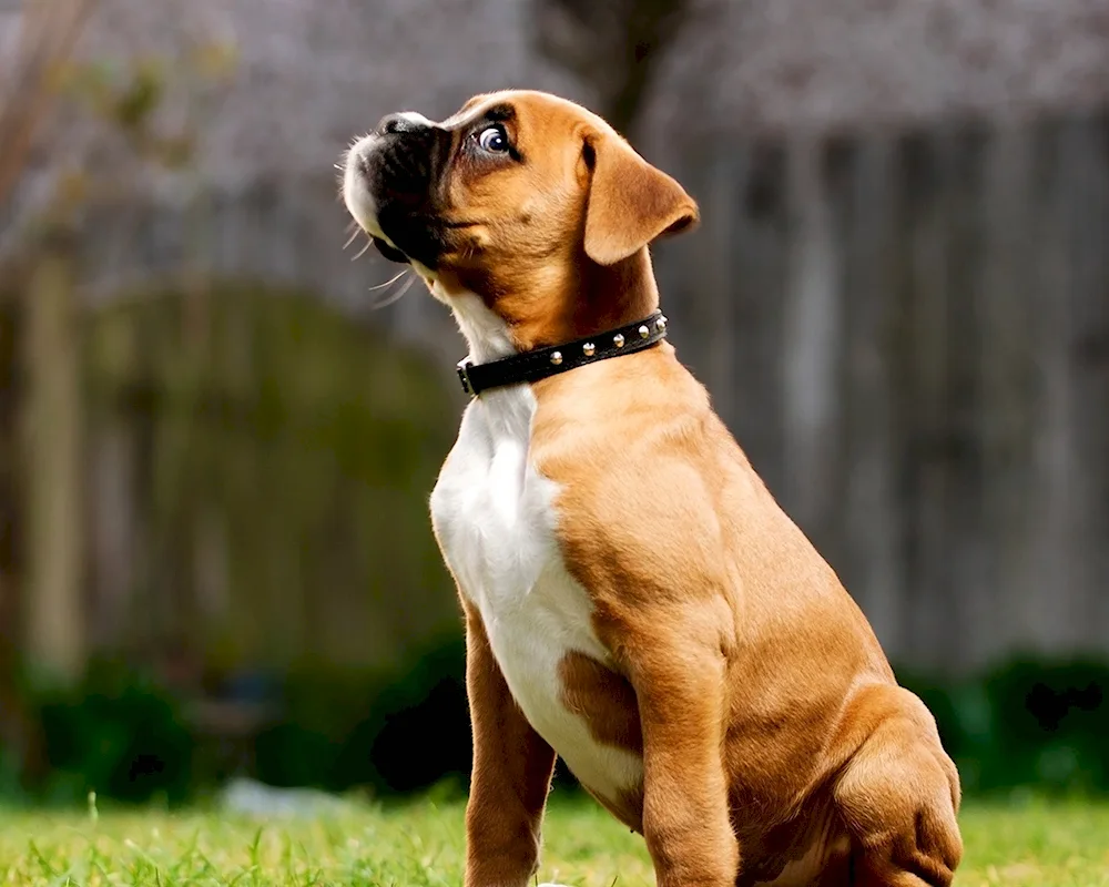 A medium-sized dog breed for apartment