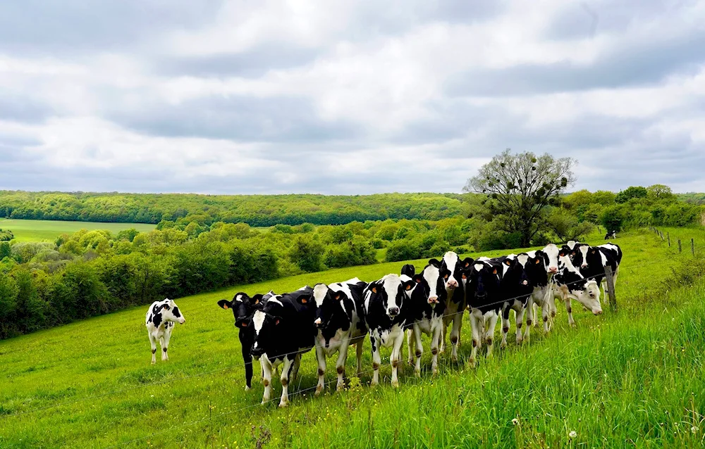 Cows in the pasture