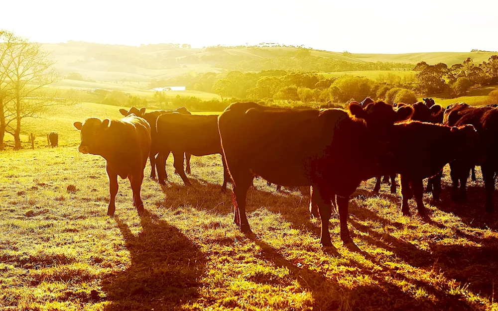 Cows grazing in the pasture