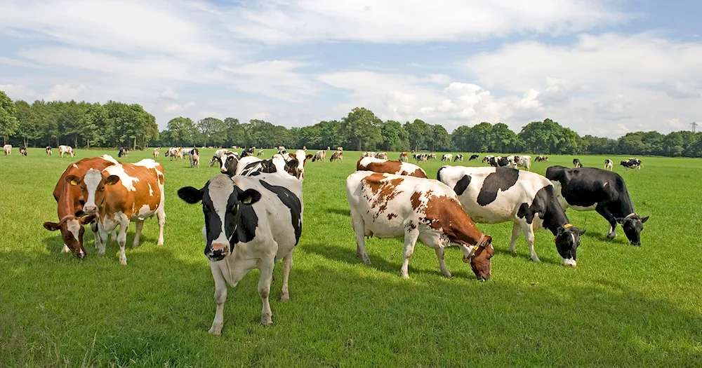 Cows grazing