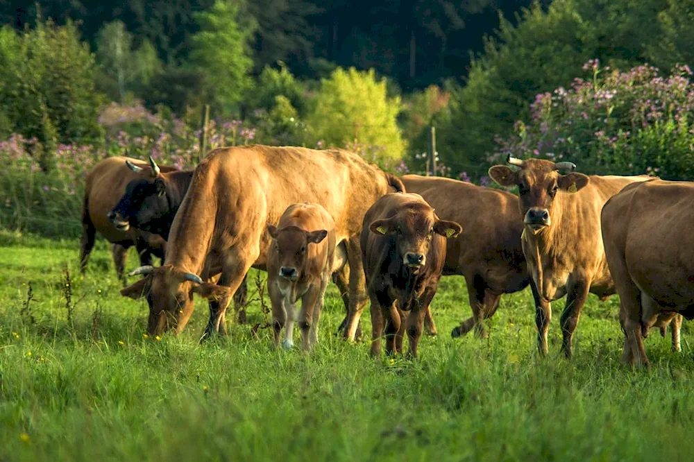 Alpine meadows with cows Switzerland