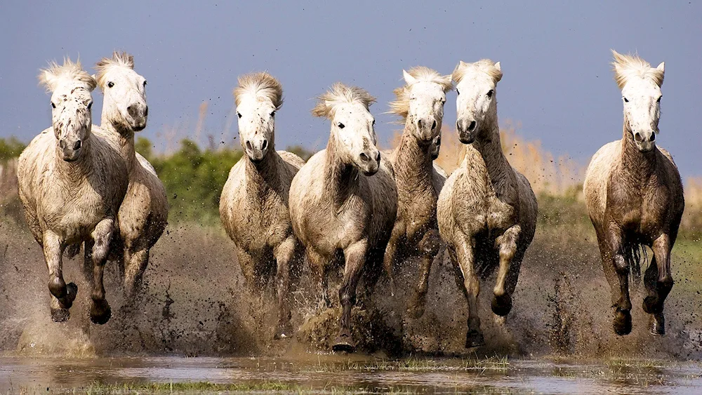 Horse herd