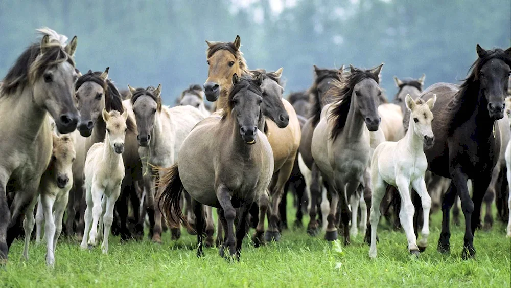 Horse herd