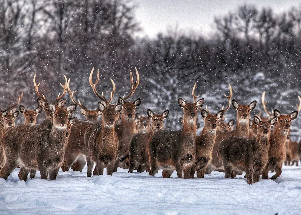 Stock of spotted reindeer