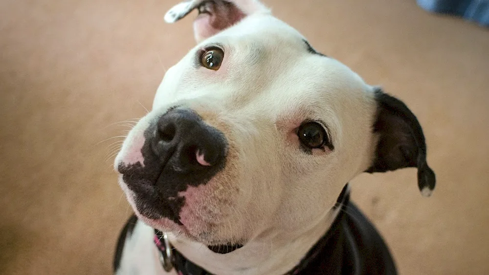 Staffordshire terrier white