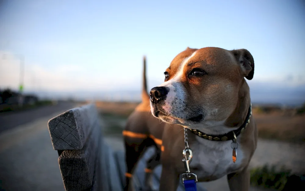 American Staffordshire Terrier