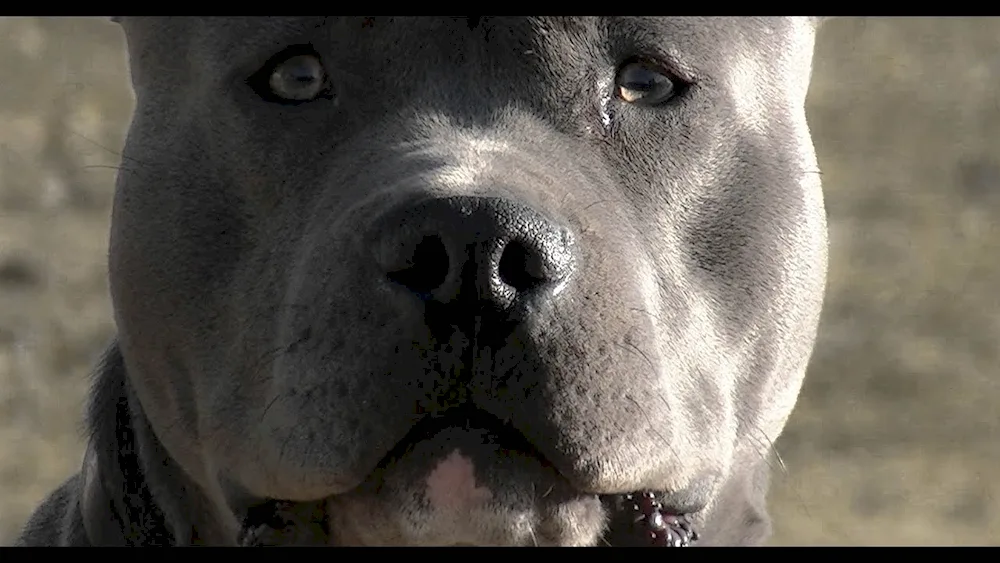 American Staffordshire Terrier black