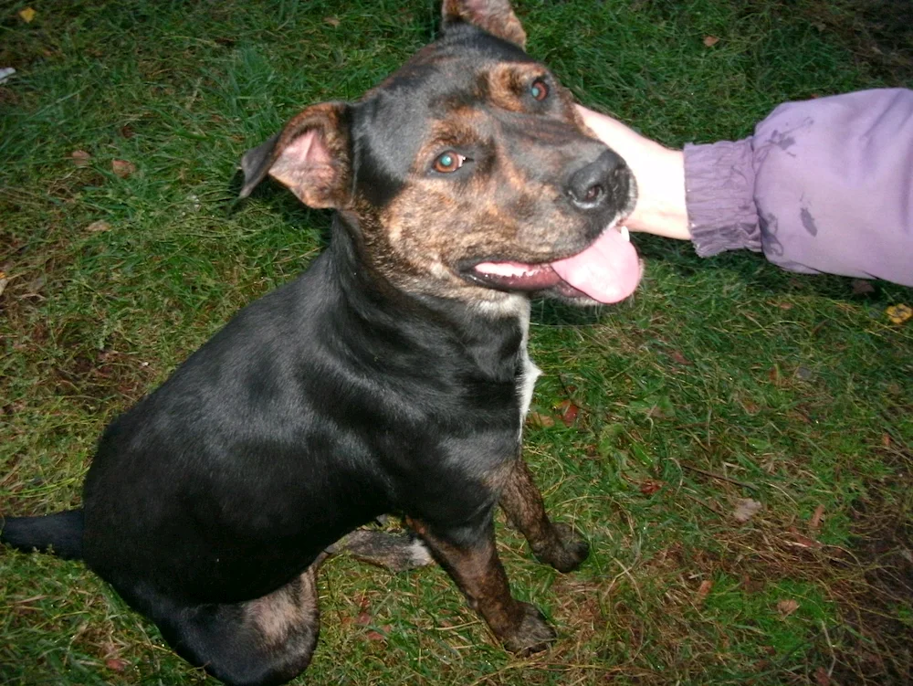 American Staffordshire terrier métis pitbull terrier