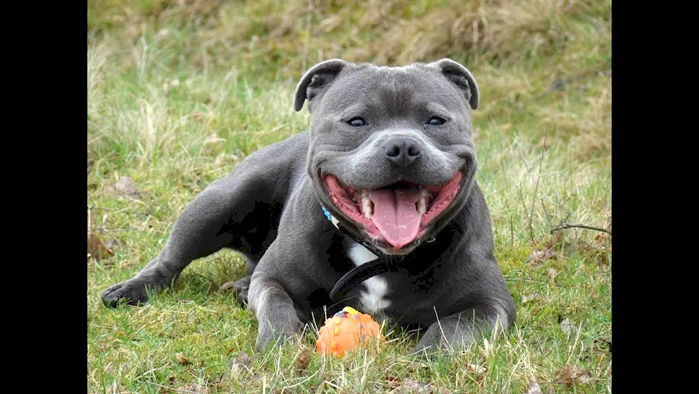 American Staffordshire Terrier grey