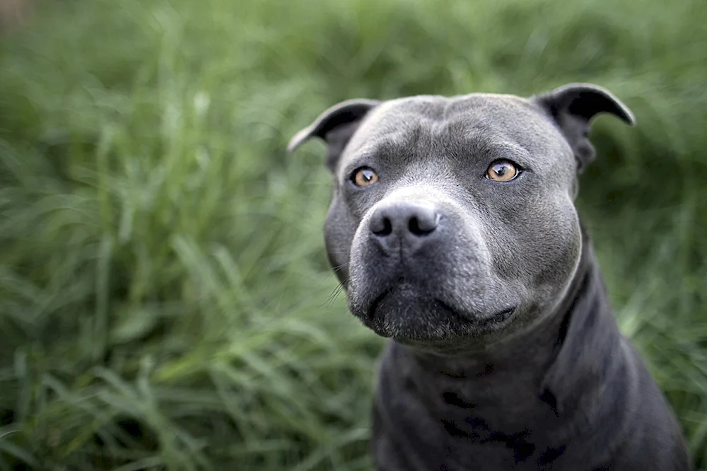 American Staffordshire Bull Terrier grey