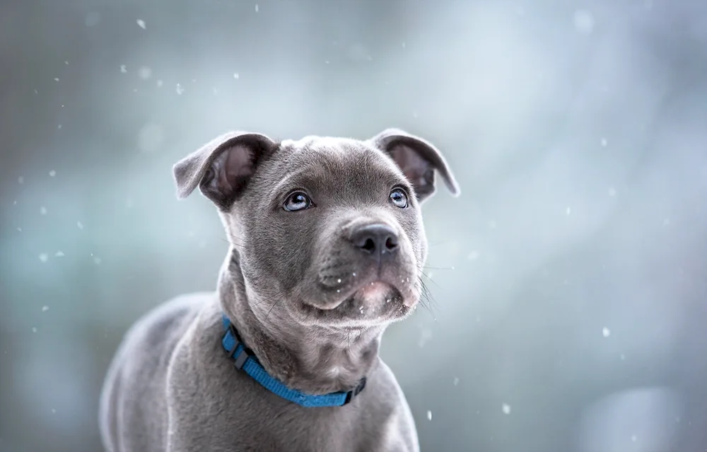 American Staffordshire Terrier