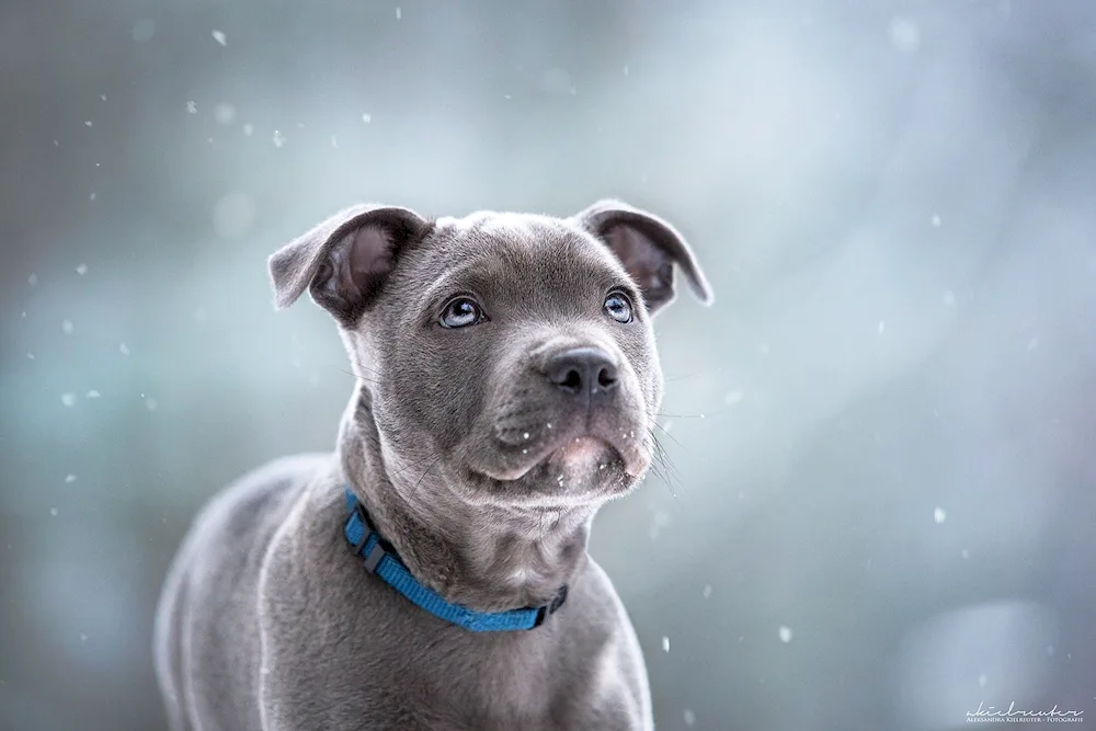 Weimaraner Labrador