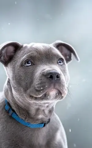 Staffordshire bull terrier blue