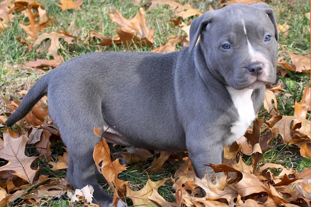 Staffordshire Bull Terrier blue