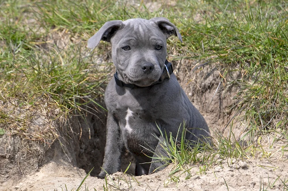 Staffordshire Bull Terrier grey