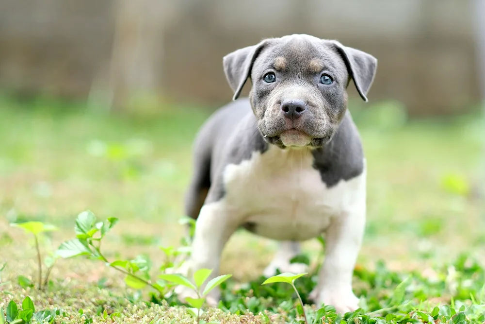 American Staffordshire Terrier grey