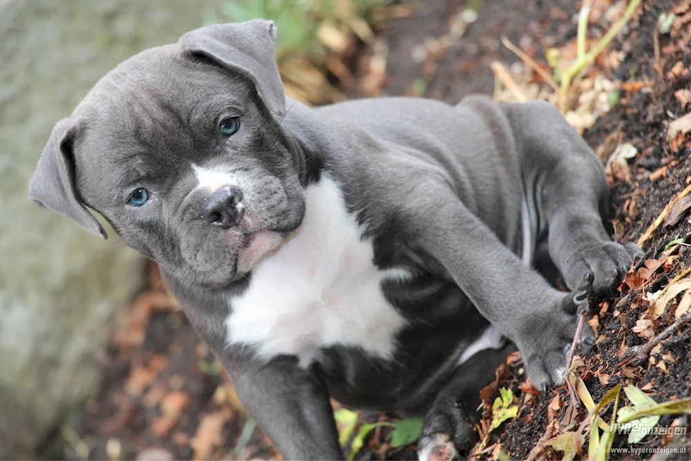 American Pit Bull Terrier