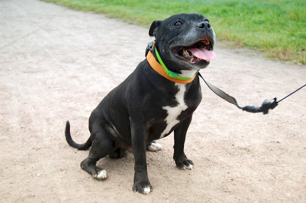 Staffordshire bull terrier métis