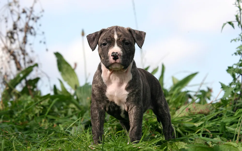 Staffordshire Bull Terrier