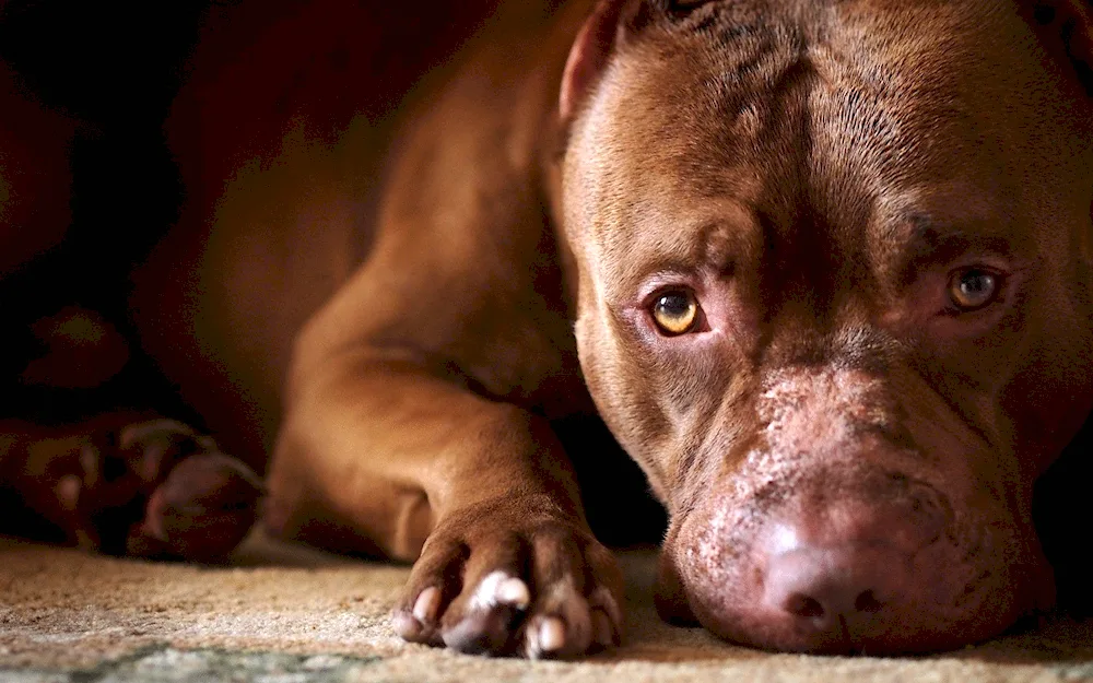 American bandog terrier