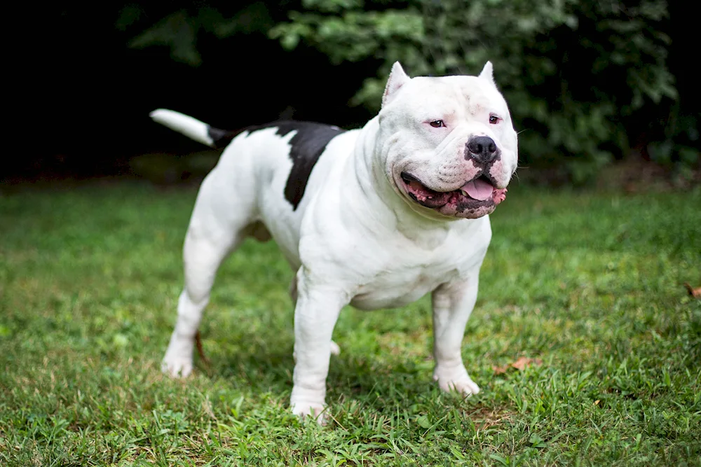 Staffordshire Terrier albino