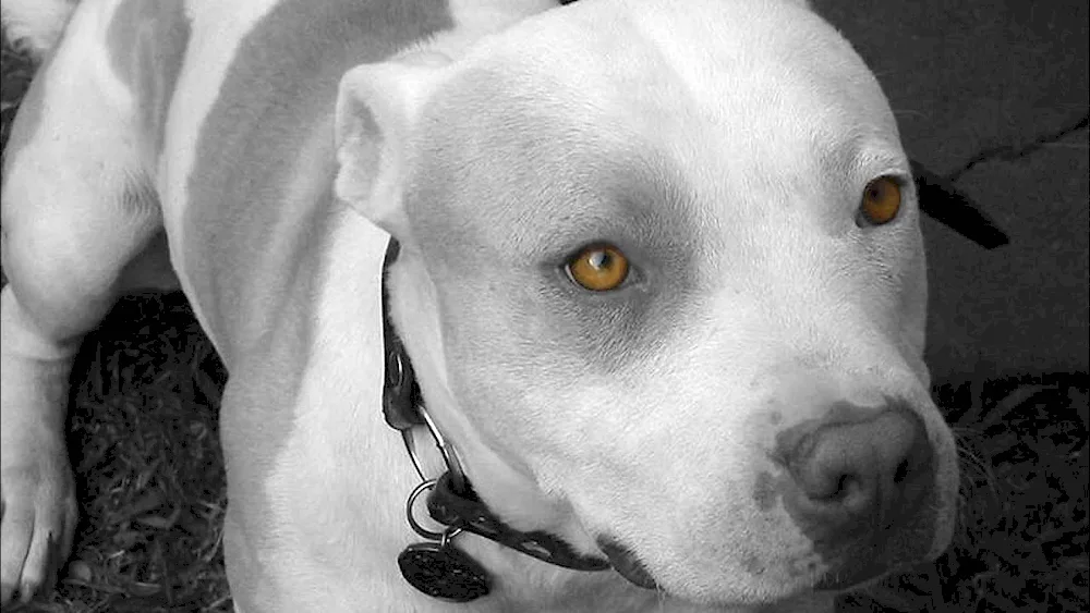 Staffordshire Terrier albino