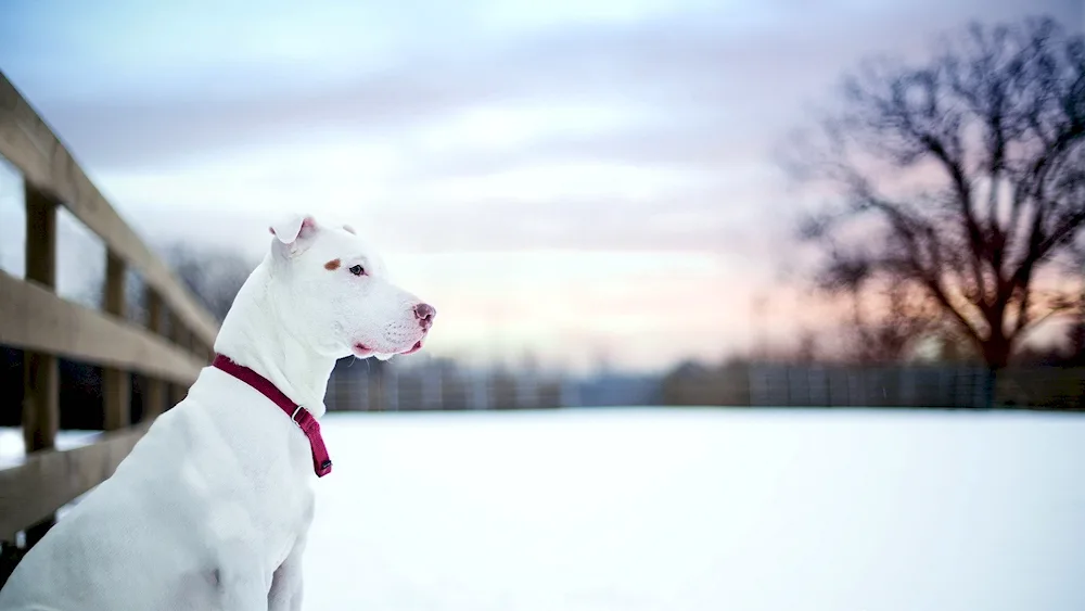 American Staffordshire Terrier