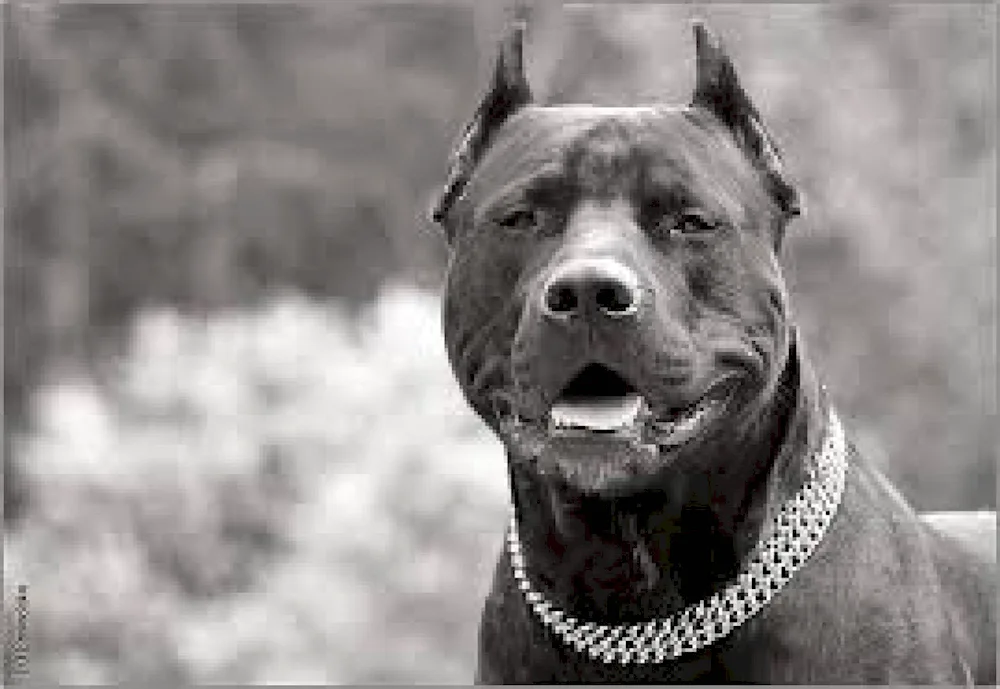 American pit bull terrier