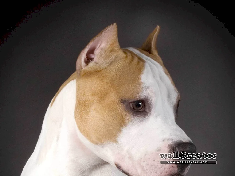 Staffordshire Terrier Amstaff