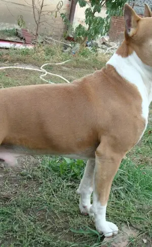 Staffordshire terrier amstaff