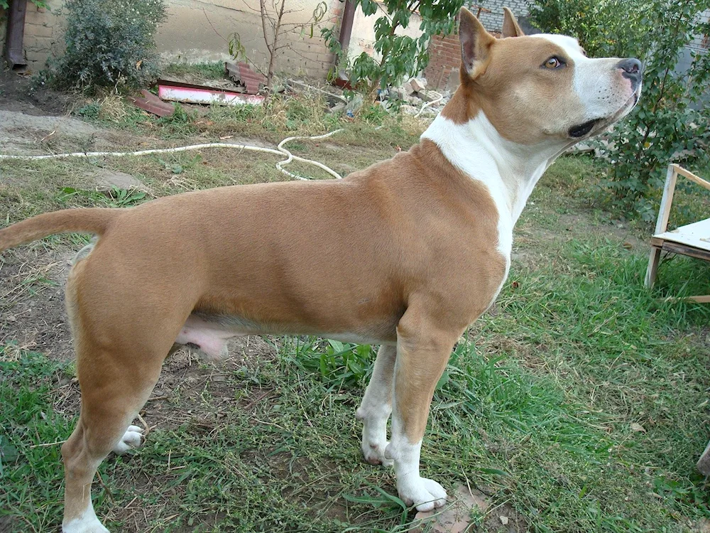 Staffordshire terrier amstaff