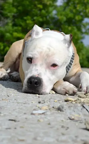 Staffordshire terrier amstaff