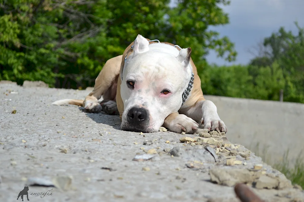 Staffordshire terrier amstaff