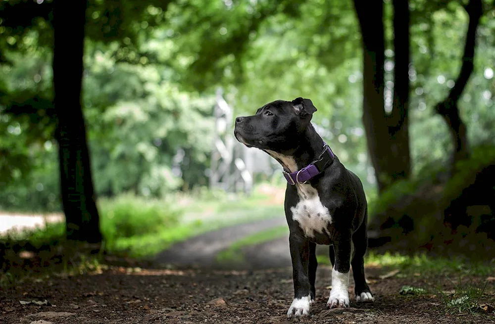 American Staffordshire terrier black