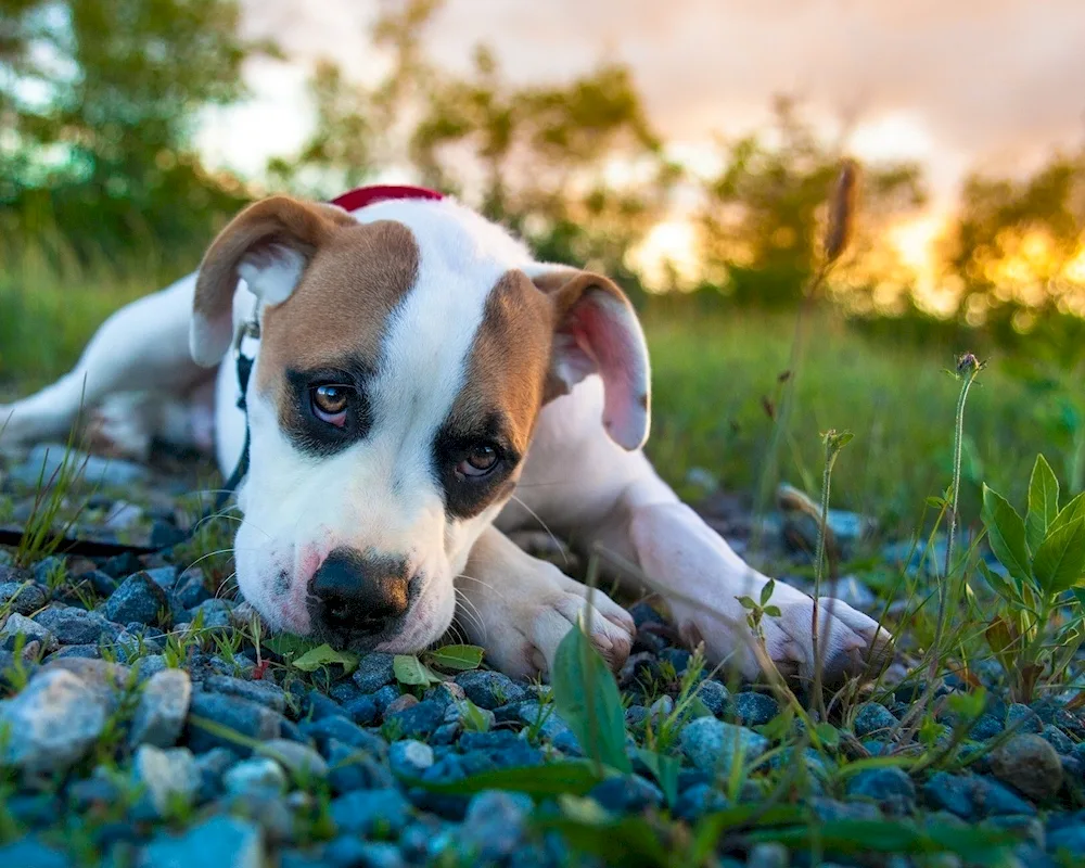 Amstaff Samara